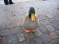 The intellectual duck