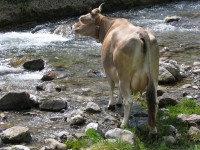 The Swiss cow